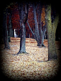 Autumn Trees by Miranda Garcia